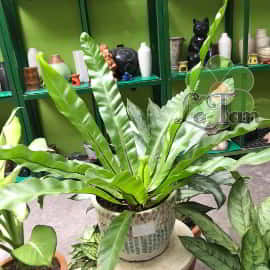 item