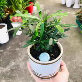 item