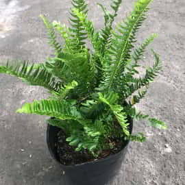 item
